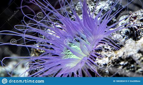Sea Anemone In Natural Habitat Marine Plants And Animals