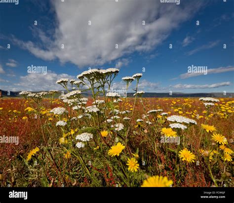 Wildflowers In The Summer Kirkjubaejarlaustur Iceland Stock Photo Alamy
