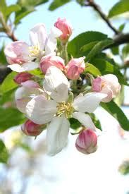 Find images of apple tree. Green Girly: Zone 3 Gardening: Prairie Magic Apple Tree