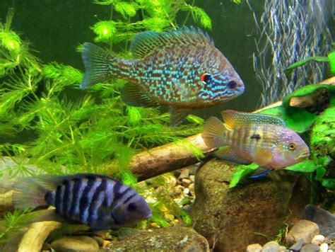 Cichlid Tropical Fish Wallpapers Hd Desktop And Mobile