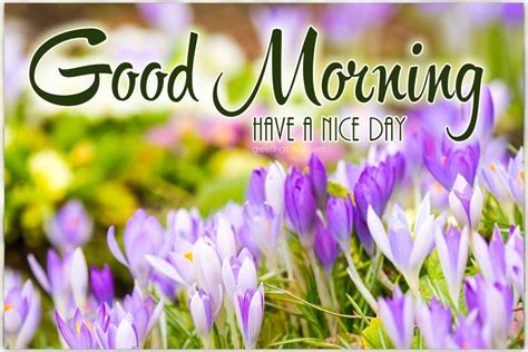 Good Morning Spring Pictures Ecards And Greetings Wishes