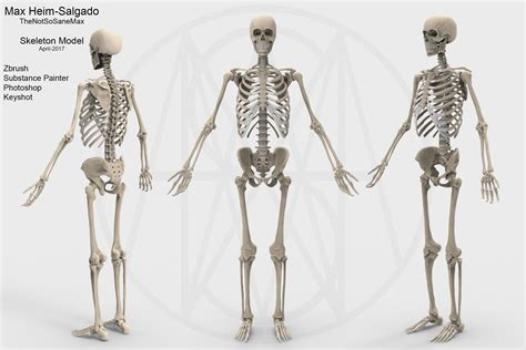 3d Model Accurate Human Skeleton Vr Ar Low Poly Cgtrader