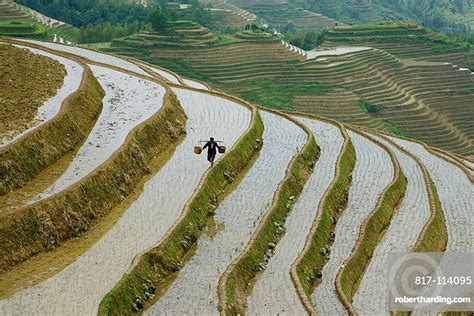 Terraced Rice Fields Guilin Longsheng Stock Photo