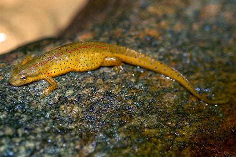 Newts Facts And List Of Types With Pictures Amphibian Fact