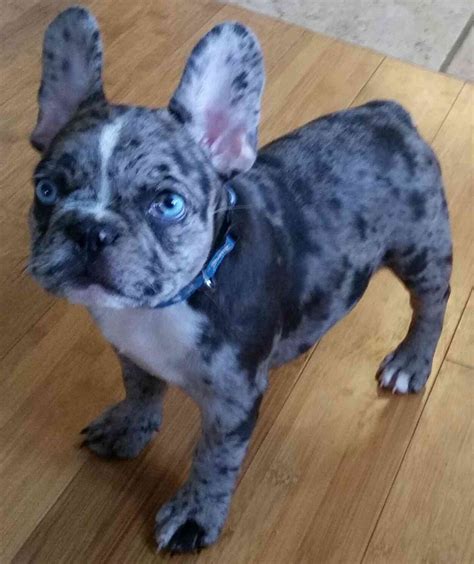 Hollywood blue tri bulldog picture! Healthy french bulldogs that are owned by us, at Blue Wave ...