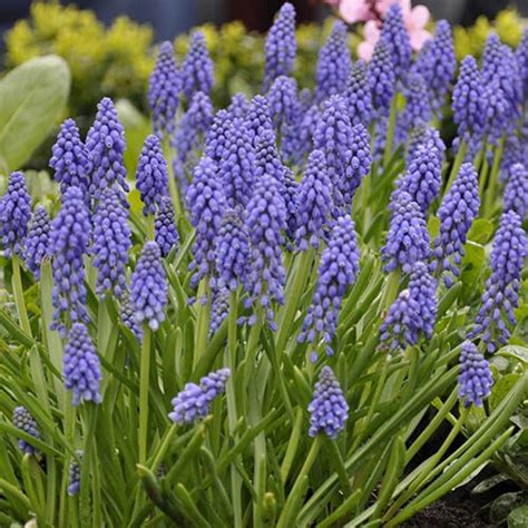 Muscari Armeniacum 75 Bulbs Size 78 Gardening Direct