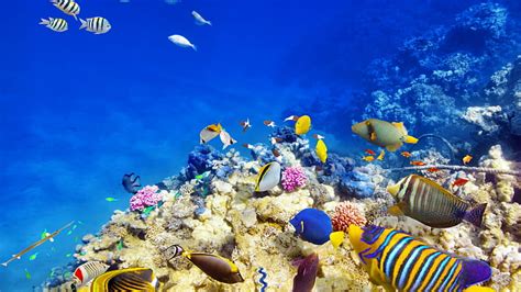 Hd Wallpaper Underwater World Coral Bright Reefs Fishs Tropical Fish Ocean Wallpaper Flare