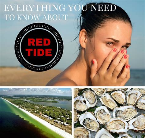 Red Tide Everything You Need To Know