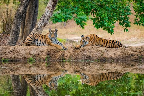 Kanha Tiger Reserve India For Beginners