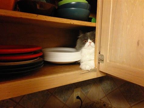 He Thought Playing In The Cupboards Would Be Fun Cats Cat Fails