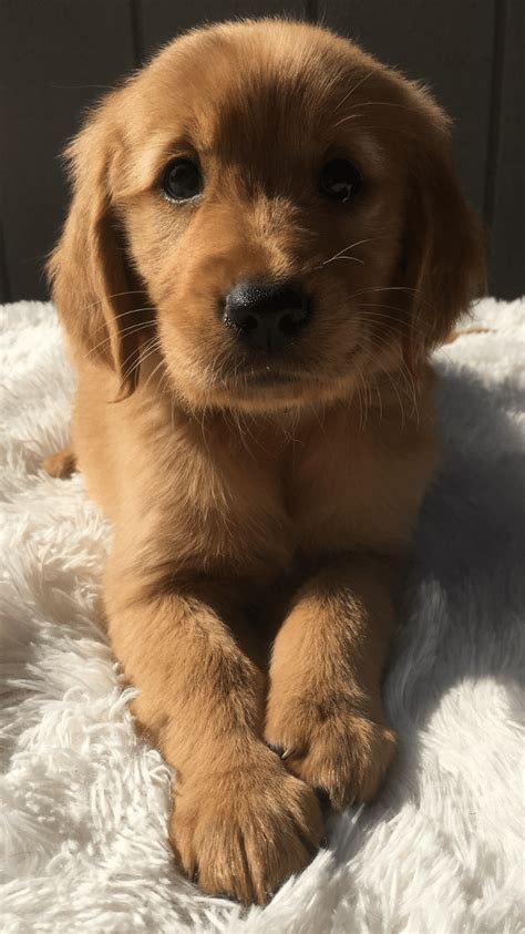 I will tell you from my experiences goldens are hands down the best family dog period. Golden Retriever Puppies For Sale | Auburn, WA #308233