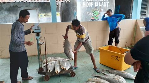 Musim Ikan Tangkapan Tongkol Dan Kakap Nelayan Ngrenehan Naik