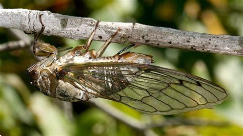 Cicada Facts Science Facts