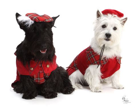 Scottie And Westie Love In Black And Whiteand Plaid Scottish