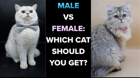 Male Vs Female Which Cat Should You Get Youtube