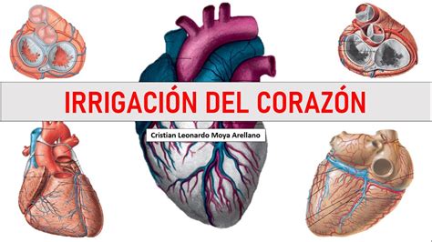 🔴 Irrigación Del Corazón Anatomía Youtube