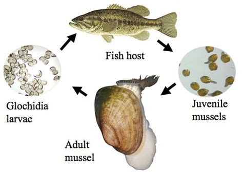 How Do Freshwater Clams Reproduce