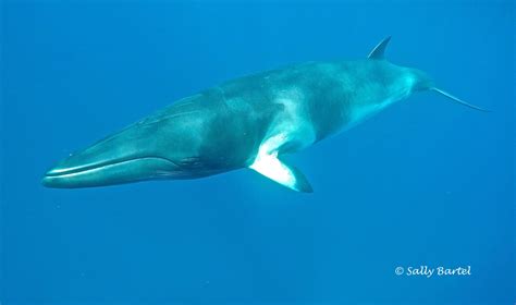 Minke Whale Save The Whales