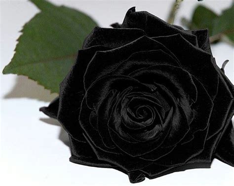 32 Best Black Rose Obsession Images On Pinterest Black Roses Black