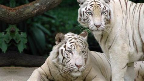 What Do White Tigers Eat White Tiger Diet And Eating Habits Animals