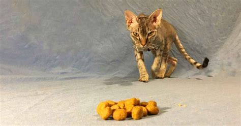 When is a cat not eating a problem? Help! My Cat Won't Eat | Sick Cat Not Eating | Walkerville Vet