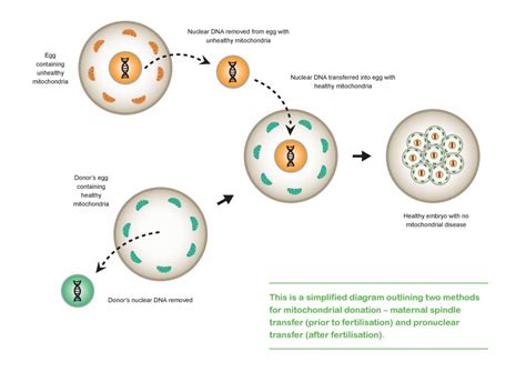 The Science Behind Mitochondrial Donation Mito Foundation