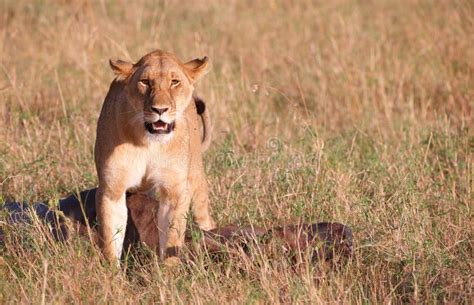Single Female Lion Panthera Leo In Savannah Stock Photo Image Of