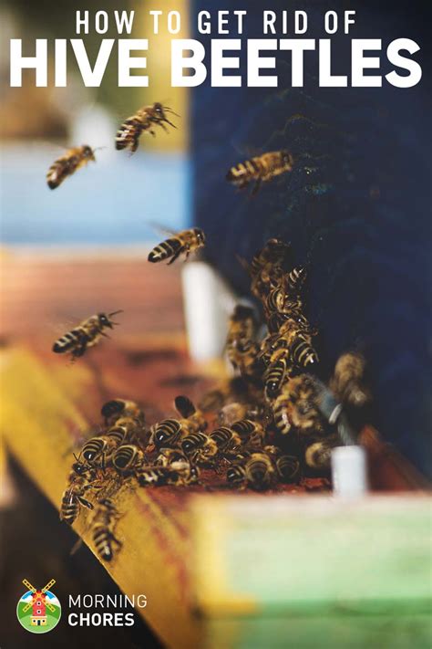 It could be a stove vent, a bathroom vent, or even a … How to Get Rid of Small Hive Beetles for Good in 5 Fail ...