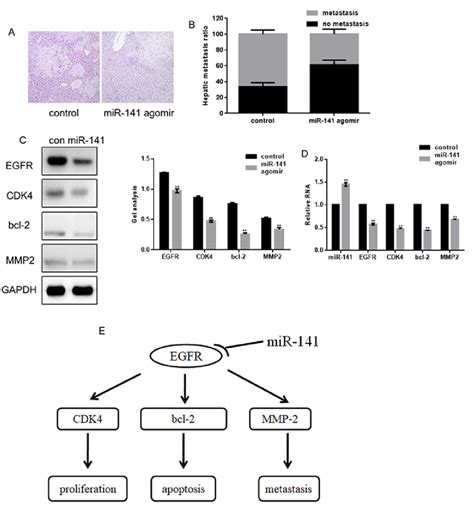 mir 141 inhibits fadu cell invasion in vivo a livers were dissected download scientific