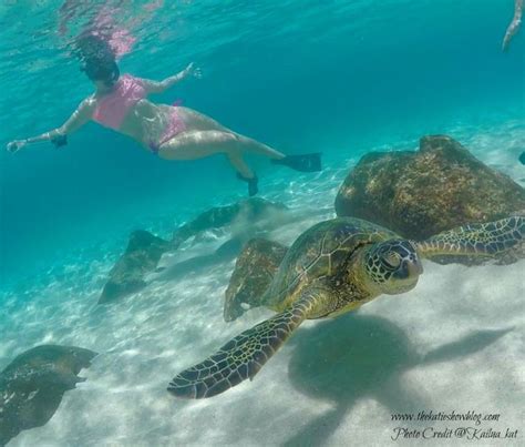 Here Are The Best Places To Swim With Turtles On Oahu Oahu Waimea