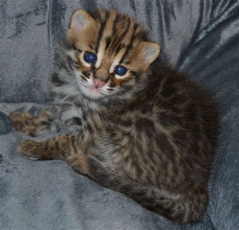 The Asian Leopard Cat The Wild Ancestor Of The Bengal Cat Catsinfo