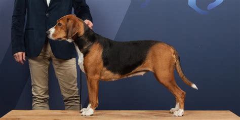 De hamilton stövare ( of hamilton hound, zweedse foxhound ) behoort tot de rassengroep van de lopende honden. Hamiltonstövare » VDH Rasselexikon 2021