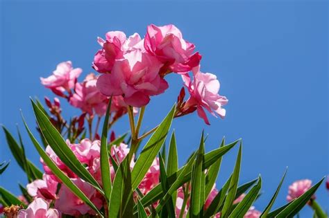 Premium Photo Nerium Oleander Double Pink Cultivar