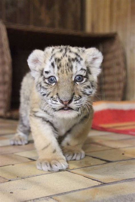 Rare Tiger Cub Makes Her Debut Zooborns
