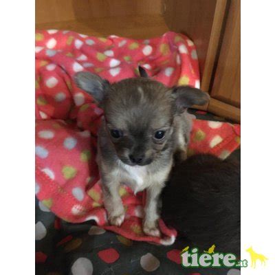 These gorgeous kittens will make an amazing addition to any family home, they have the most beautiful temperaments so. Chihuahua Langhaar Züchter österreich