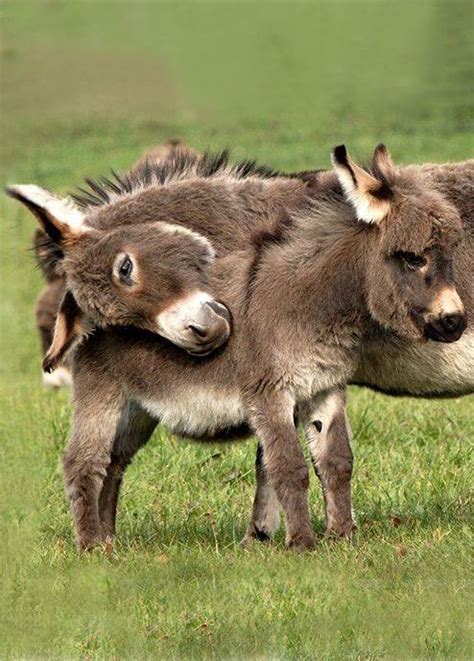 Cute Baby Donkey