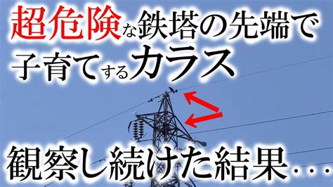 超危険な高圧線鉄塔の先端で子育てするカラスを観察し続けた結果・・・・・ Youtube