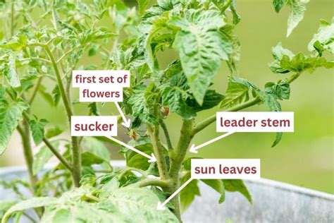 Pruning Tomato Plants How To Prune Tomatoes For More Fruits