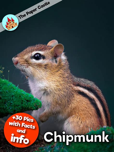 Chipmunk Facts Amazing Facts For Kids With High Quality Pictures By