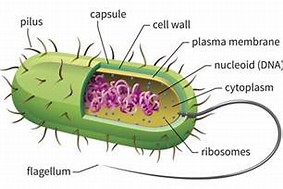 Image result for Bacteria Cell