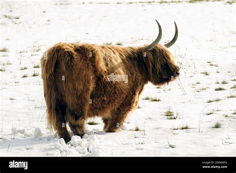 A Highland Cow In Snowy Conditions Near Menwith Hill In North Yorkshire