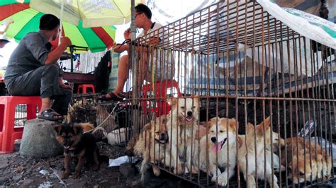 The Yulin Dog Meat Festival Is Set For June 21 Despite Protests In