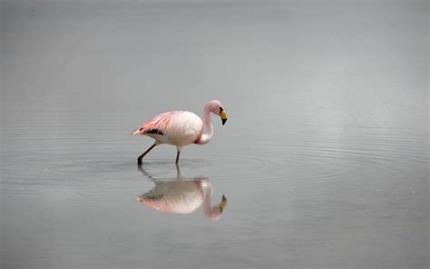 Wallpaper Birds Reflection Pink Flamingos Beak Flamingo Wing