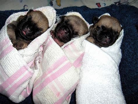 Newborn Pug Puppies