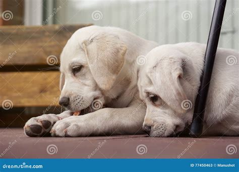 Two Cute Young Labrador Dog Puppies Cuddling Together Stock Image