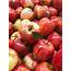 Pick Of The Week  New Season Royal Gala Apples Harris Farm Markets