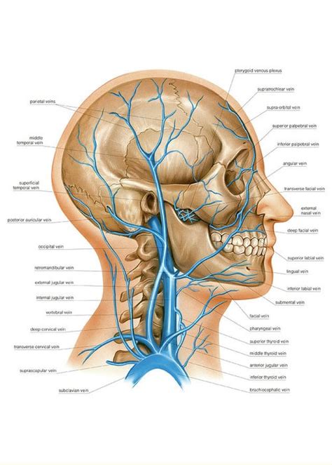 Neck learn by taking a quiz. Venous System Of The Head And Neck Greeting Card for Sale ...
