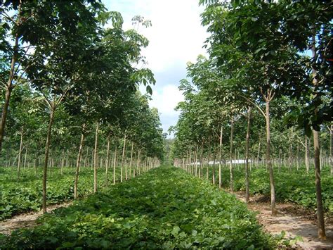 Udaranya yang dingin dan suasana yang teduh. Rubber Tree ~ Amazing Indonesia