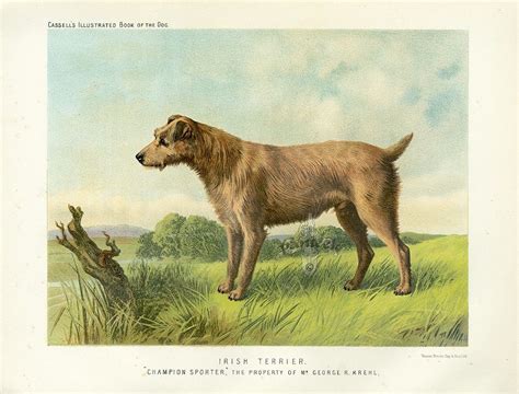 The Illustrated Book Of The Dog 1881 Antique Dog Prints Antique