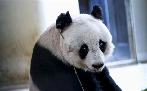 Meet The Oldest Giant Panda Jia Jia India Today